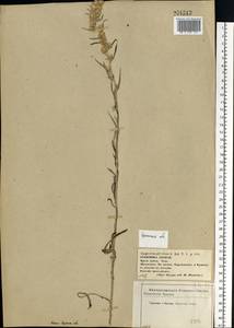 Omalotheca sylvatica (L.) Sch. Bip. & F. W. Schultz, Eastern Europe, Western region (E3) (Russia)
