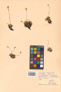Micranthes merkii subsp. merkii, Siberia, Russian Far East (S6) (Russia)