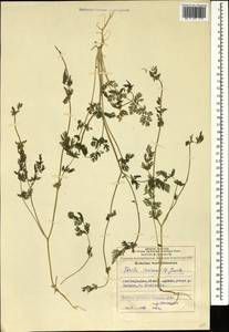 Torilis nodosa (L.) Gaertn., Caucasus, Azerbaijan (K6) (Azerbaijan)