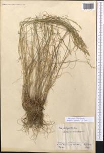 Poa attenuata Trin., Middle Asia, Northern & Central Kazakhstan (M10) (Kazakhstan)