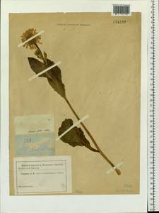 Doronicum altaicum Pall., Siberia, Altai & Sayany Mountains (S2) (Russia)