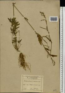 Atriplex patula L., Eastern Europe, Central region (E4) (Russia)