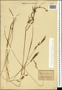 Bromus biebersteinii Roem. & Schult., Caucasus, North Ossetia, Ingushetia & Chechnya (K1c) (Russia)