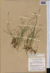 Carex anthoxanthea J.Presl & C.Presl, America (AMER) (Canada)