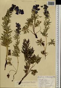 Aconitum glandulosum Rapaics, Siberia, Altai & Sayany Mountains (S2) (Russia)