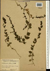 Kickxia elatine (L.) Dumort., Crimea (KRYM) (Russia)