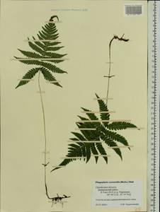 Phegopteris connectilis (Michx.) Watt, Eastern Europe, Western region (E3) (Russia)