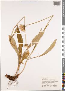 Serratula, Middle Asia, Pamir & Pamiro-Alai (M2) (Tajikistan)