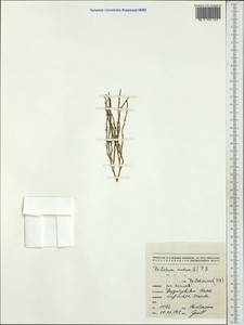 Psilotum nudum (L.) P. Beauv., Australia & Oceania (AUSTR) (New Caledonia)
