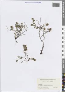 Thymus collinus M.Bieb., Caucasus, Armenia (K5) (Armenia)