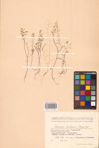 Meniocus linifolius (Stephan ex Willd.) DC., Eastern Europe, Lower Volga region (E9) (Russia)
