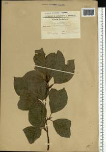 Fagus sylvatica L., Eastern Europe, South Ukrainian region (E12) (Ukraine)