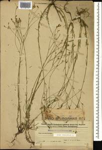 Linum tenuifolium L., Caucasus, Azerbaijan (K6) (Azerbaijan)