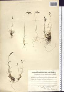 Poa kolymensis Tzvelev, Siberia, Chukotka & Kamchatka (S7) (Russia)