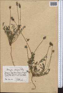 Astragalus subscaposus M. Popov ex A.G. Borisova, Middle Asia, Western Tian Shan & Karatau (M3) (Kyrgyzstan)