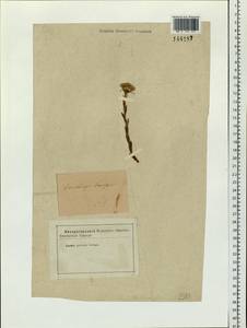 Tussilago farfara L., Siberia (no precise locality) (S0) (Russia)