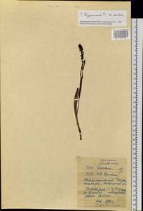 Polygonaceae, Siberia, Chukotka & Kamchatka (S7) (Russia)