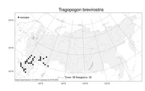 Tragopogon brevirostris DC., Atlas of the Russian Flora (FLORUS) (Russia)