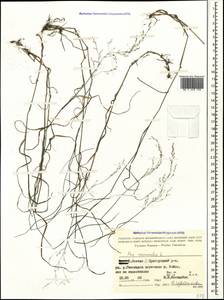 Poa nemoralis L., Caucasus, North Ossetia, Ingushetia & Chechnya (K1c) (Russia)