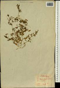 Vicia hirsuta (L.)Gray, South Asia, South Asia (Asia outside ex-Soviet states and Mongolia) (ASIA) (Japan)