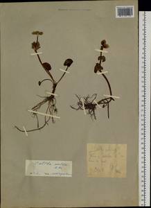 Caltha palustris var. radicans (T. F. Forst.) Beck, Siberia, Chukotka & Kamchatka (S7) (Russia)