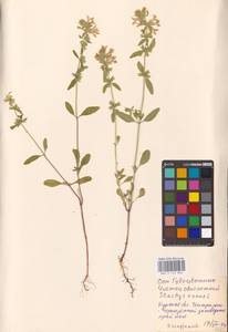 MHA 0 154 836, Stachys annua (L.) L., Eastern Europe, Central forest-and-steppe region (E6) (Russia)