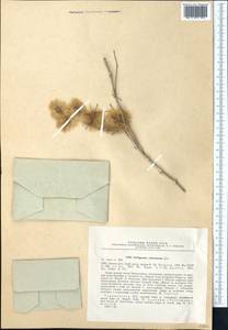 Calligonum arborescens Litv., Middle Asia, Karakum (M6) (Turkmenistan)