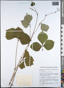 Halosciastrum melanotilingia (H. Boissieu) Pimenov & V. N. Tikhom., Siberia, Russian Far East (S6) (Russia)