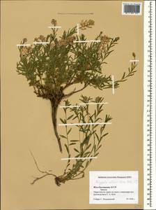 Polygala albowii Kemul.-Nath., Caucasus, South Ossetia (K4b) (South Ossetia)