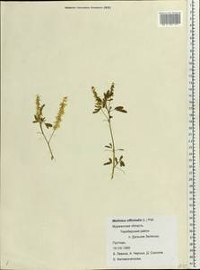 Melilotus officinalis (L.)Pall., Eastern Europe, Northern region (E1) (Russia)