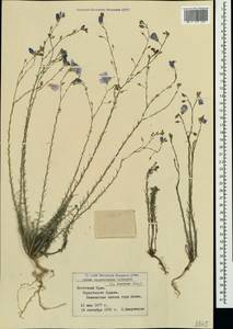 Linum austriacum subsp. squamulosum (Juz.), Crimea (KRYM) (Russia)