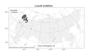 Luzula sudetica (Willd.) Schult., Atlas of the Russian Flora (FLORUS) (Russia)