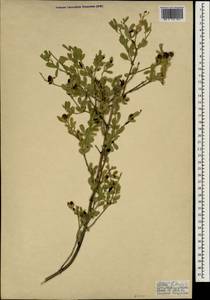 Chrysojasminum fruticans (L.) Banfi, South Asia, South Asia (Asia outside ex-Soviet states and Mongolia) (ASIA) (Turkey)