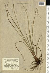 Eriophorum angustifolium Honck., Eastern Europe, Moscow region (E4a) (Russia)