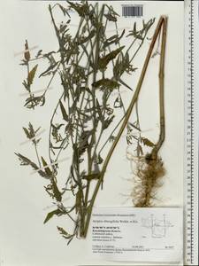 Atriplex oblongifolia Waldst. & Kit., Eastern Europe, Central region (E4) (Russia)