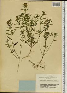 Scutellaria scordiifolia Fisch. ex Schrank, Siberia, Altai & Sayany Mountains (S2) (Russia)