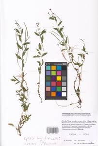 Epilobium lamyi F. W. Schultz, Eastern Europe, Moscow region (E4a) (Russia)