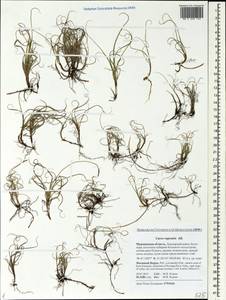 Carex rupestris All., Eastern Europe, Northern region (E1) (Russia)