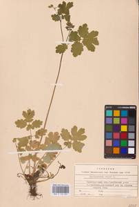 Chelidonium majus L., Eastern Europe, Eastern region (E10) (Russia)