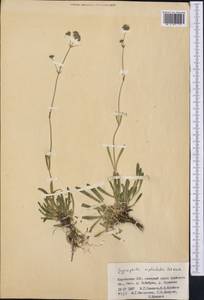 Gypsophila cephalotes (Schrenk) F.N. Williams, Middle Asia, Pamir & Pamiro-Alai (M2) (Kyrgyzstan)