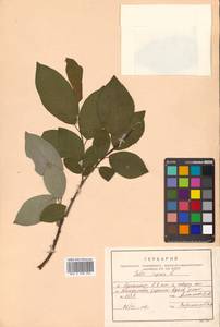 Salix caprea L., Siberia, Russian Far East (S6) (Russia)