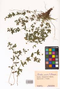 Potentilla erecta (L.) Raeusch., Eastern Europe, West Ukrainian region (E13) (Ukraine)