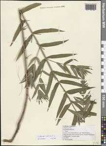 Lythrum salicaria L., Eastern Europe, North-Western region (E2) (Russia)