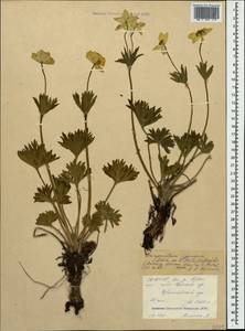 Anemonastrum narcissiflorum subsp. chrysanthum (Ulbr.) Raus, Caucasus, North Ossetia, Ingushetia & Chechnya (K1c) (Russia)