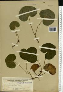 Asarum europaeum L., Eastern Europe, Volga-Kama region (E7) (Russia)