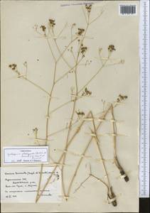 Galagania tenuisecta (Regel & Schmalh.) M.G.Vassiljeva & Pimenov, Middle Asia, Kopet Dag, Badkhyz, Small & Great Balkhan (M1) (Turkmenistan)