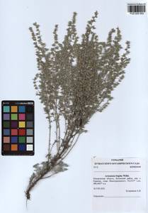 Artemisia frigida Willd., Siberia, Altai & Sayany Mountains (S2) (Russia)