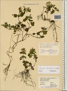 Lamium tomentosum Willd., Caucasus, North Ossetia, Ingushetia & Chechnya (K1c) (Russia)