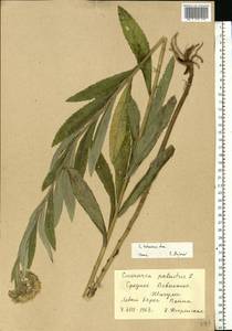 Jacobaea paludosa subsp. lanata (Holub) B. Nord., Eastern Europe, Middle Volga region (E8) (Russia)