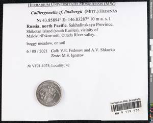 Calliergonella lindbergii (Mitt.) Hedenäs, Bryophytes, Bryophytes - Russian Far East (excl. Chukotka & Kamchatka) (B20) (Russia)